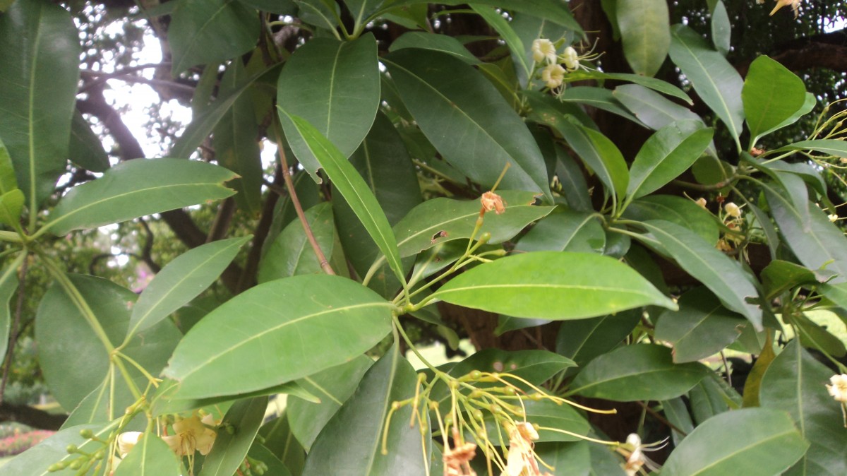 Cyrtophyllum fragrans (Roxb.) DC.